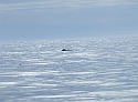 Diving Whale